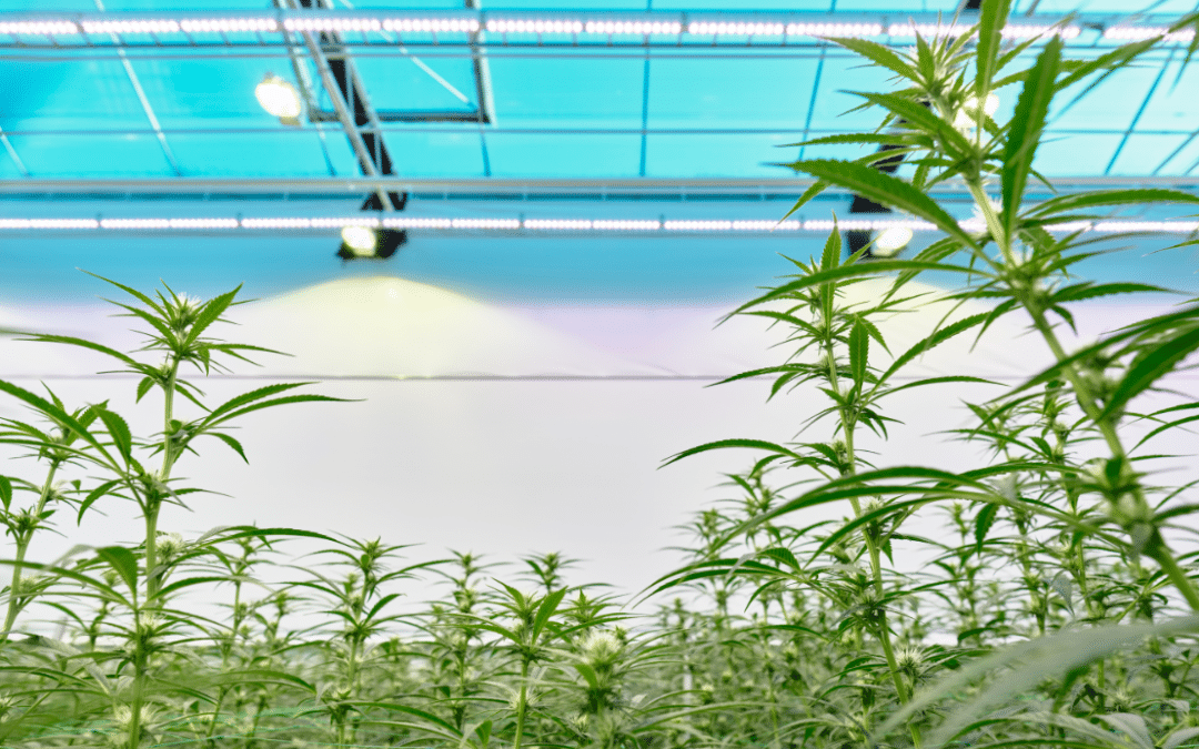 Impressive export numbers and a “series A” investment: the Danish cannabis industry reaches a new level